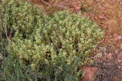 Atriplex lindleyi