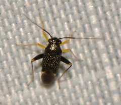 Microtechnites bractatus