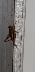 Tetrigidae