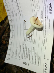 Russula betularum