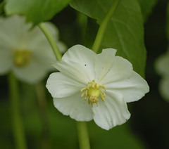 Podophyllum peltatum