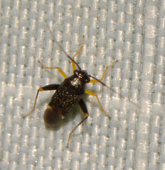 Microtechnites bractatus