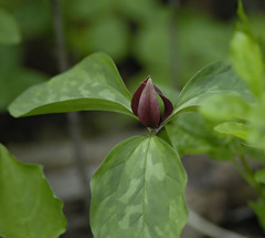 Trillium recurvatum