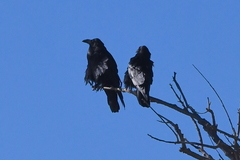 Corvus