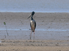 Ephippiorhynchus asiaticus