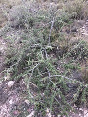 Condalia mexicana