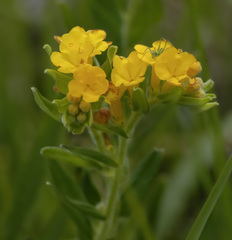 Lithospermum canescens