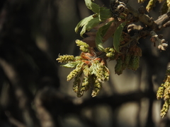 Quercus ithaburensis macrolepis