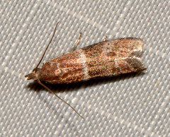 Moodna ostrinella