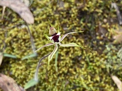 Caladenia parva