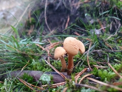 Cystoderma carcharias