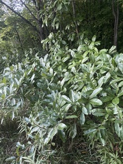 Quercus imbricaria