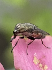 Stomorhina obsoleta