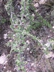 Condalia mexicana