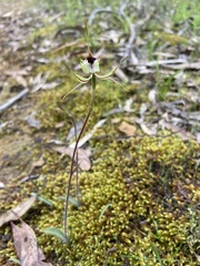 Caladenia parva