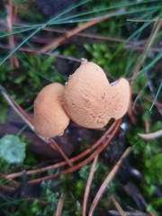 Cystoderma carcharias