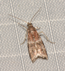 Moodna ostrinella