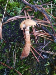 Cystoderma carcharias