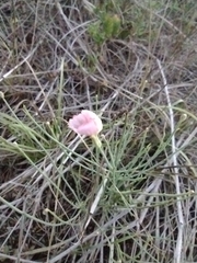 Lygodesmia juncea