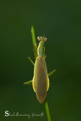 Odontomantis