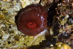Actinia