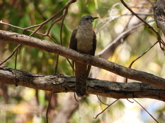 Cacomantis variolosus