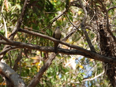 Cacomantis variolosus