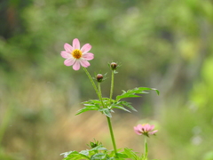 Cosmos caudatus