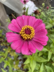 Zinnia elegans