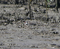 Elseyornis melanops