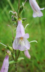Penstemon gracilis