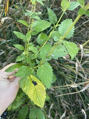 Agastache foeniculum