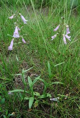 Penstemon gracilis