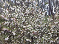 Ericaceae