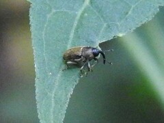 Odontocorynus