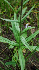 Penstemon gracilis