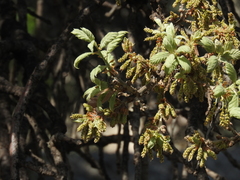 Quercus ithaburensis macrolepis