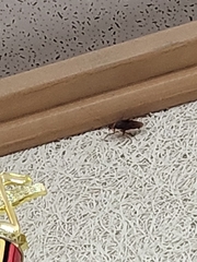 Periplaneta americana