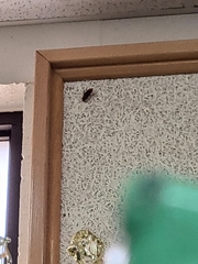 Periplaneta americana