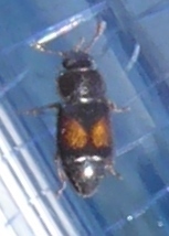 Carpophilus