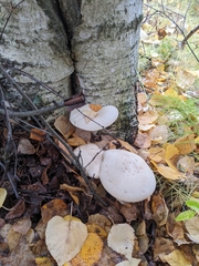 Leucopaxillus
