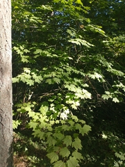 Acer circinatum