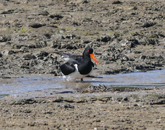 Haematopus longirostris