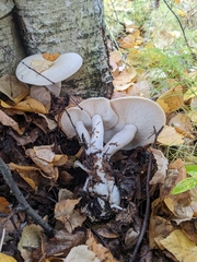 Leucopaxillus