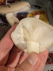 Leucopaxillus