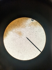 Leucopaxillus