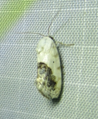 Ponometia erastrioides