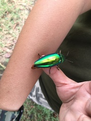 Sternocera aequisignata