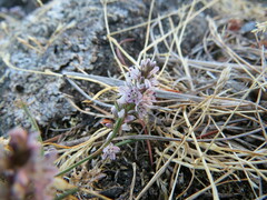 Polygonum spergulariiforme