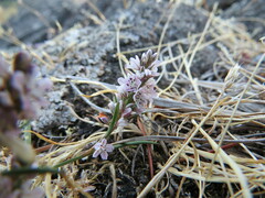 Polygonum spergulariiforme